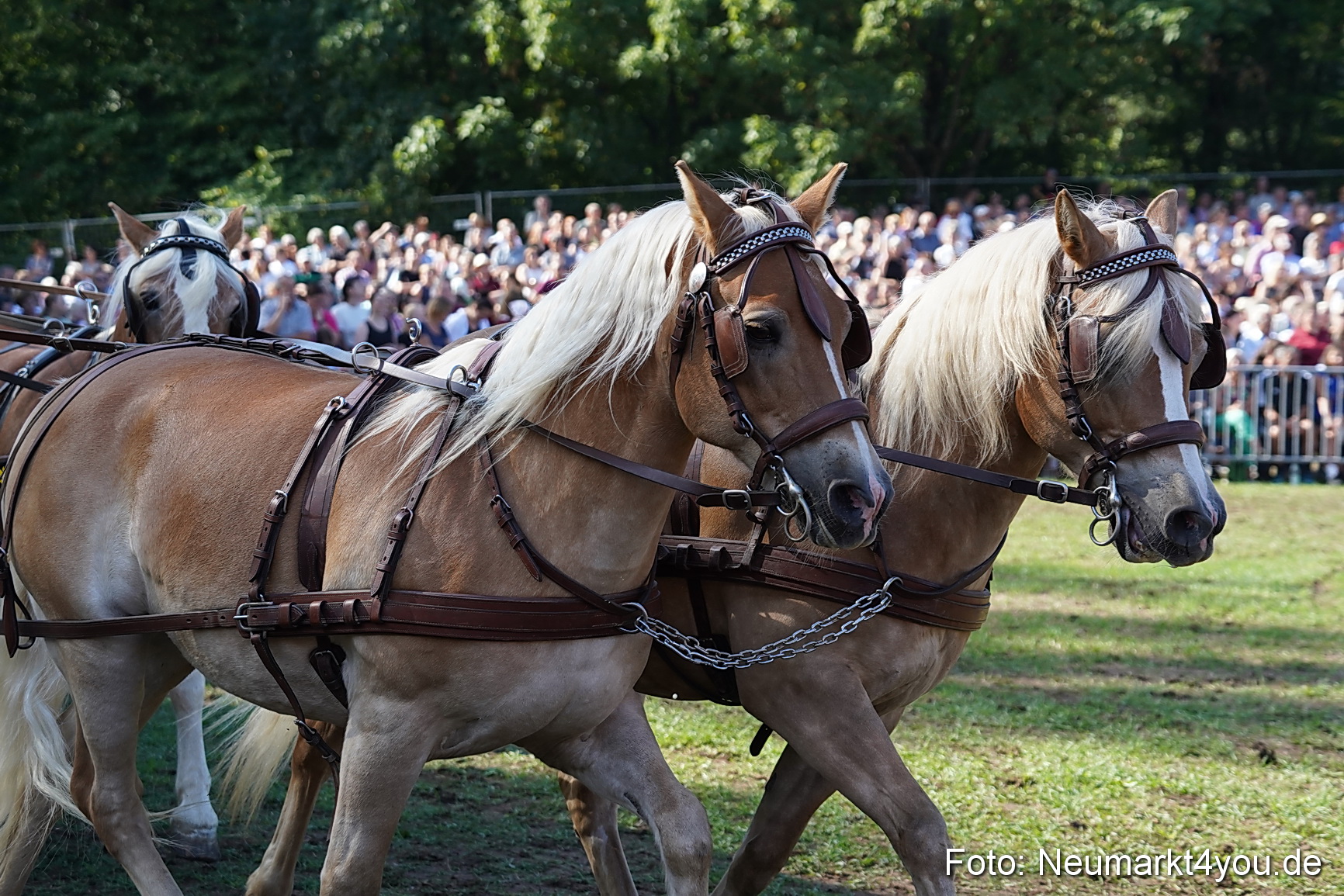 Pferde und Fohlenschau 2022 0135 
